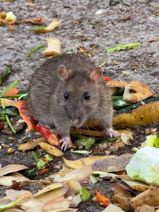 Rat brun dans les détritus de poubelle de ville