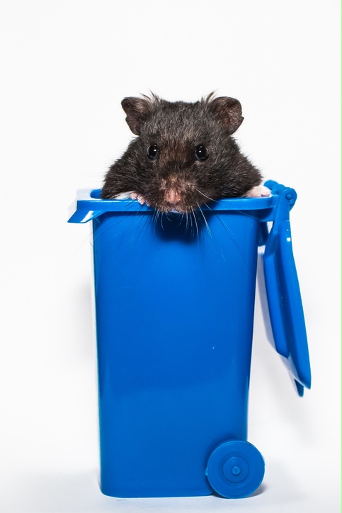 Rat brun un problème sanitaire majeur dans les villes