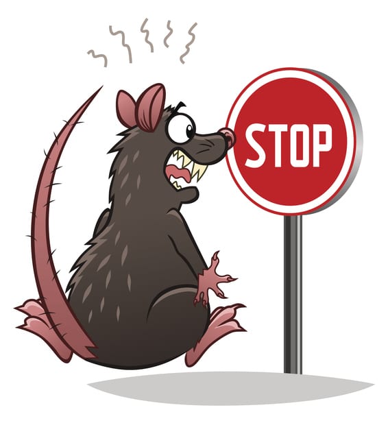 Stop rats avec un dératisateur à Marseille Choisir un dératisateur à Marseille pour arrêter une invasion de rat.