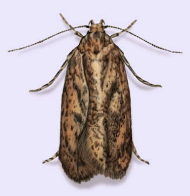 Exemple de mites textiles présente dans les habitations de Marseille