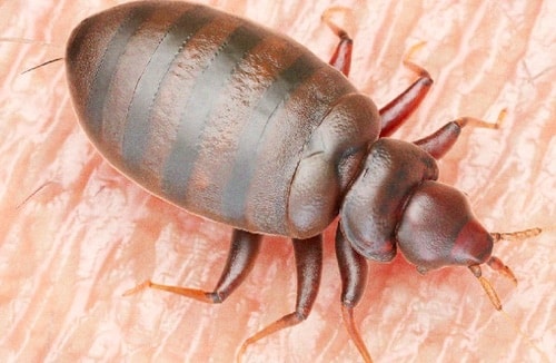 Une photo de punaise de lit sur la peau