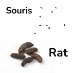 Comparaison de crottes entre les rats et les souris