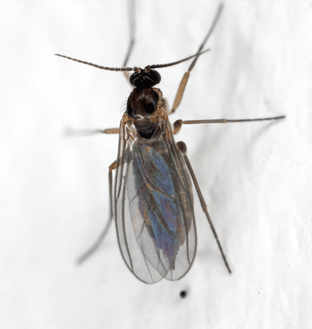 moucherons de cuisine Moucheron de cuisine sur un mur