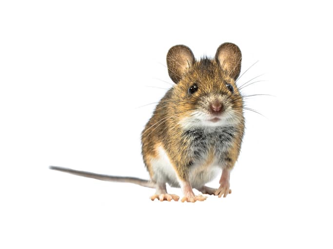 Une souris grise