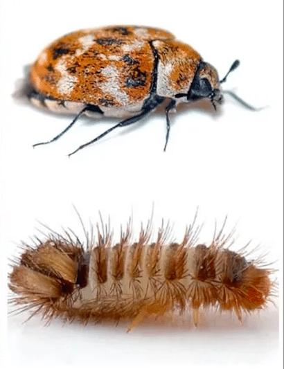 Traitement des anthrènes avec leurs larves