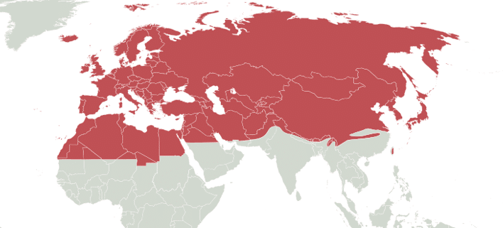 expansion maximale de la fourmis noire des jardins Latius niger