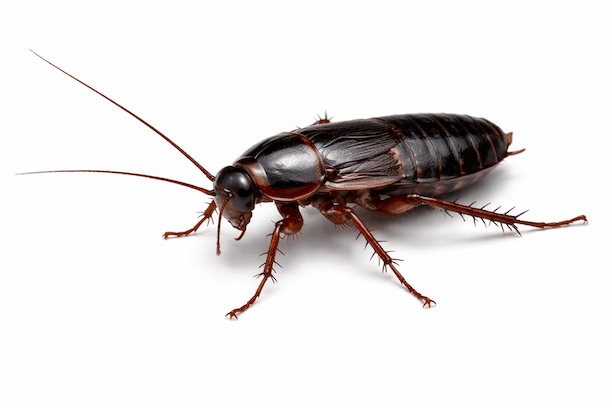 Une blatte orientale - petit Blatte orientale sur fond blanc