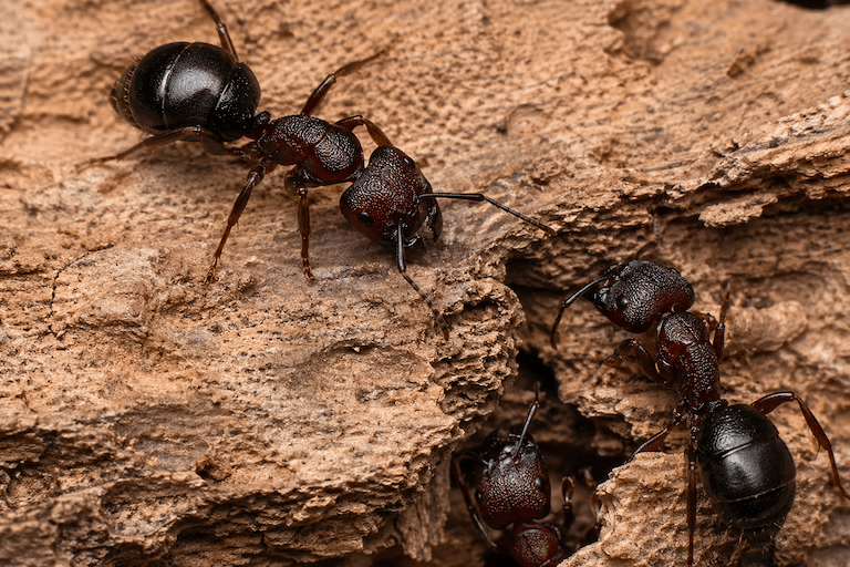 Colonie de fourmi charpentière 